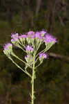 Coastal plain chaffhead